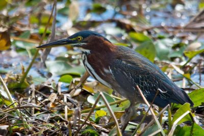 Green Heron 3