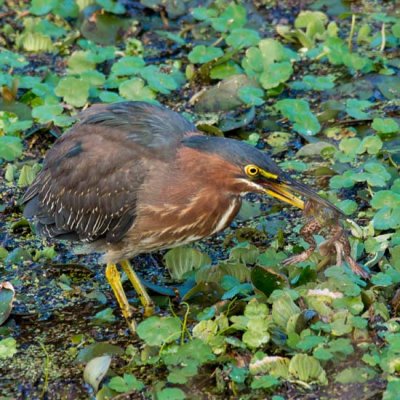 Green Heron 4