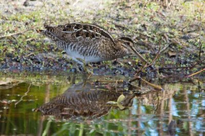 Wilson's Snipe 1