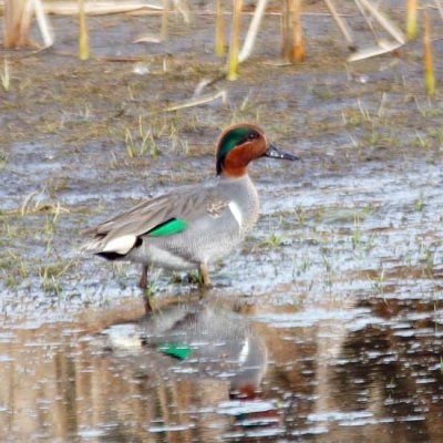 Green-winged Teal 2