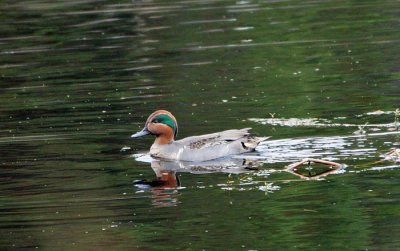 Green-winged Teal 1