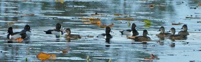 Ring-necked Duck 4