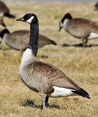 Canada Goose 1