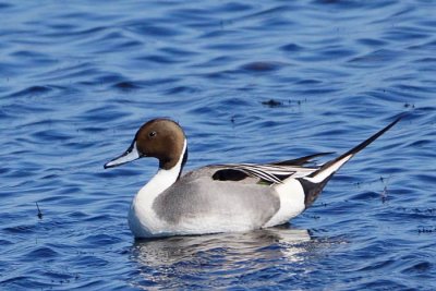 Northern Pintail 1 - male