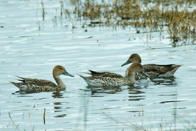 Northern Pintail 3 - female