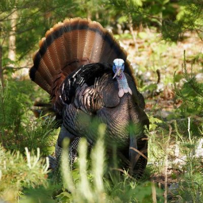 Wild Turkey 2