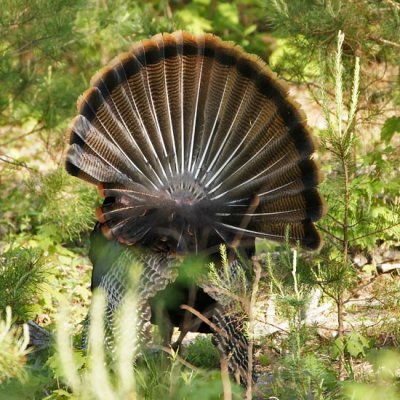 Wild Turkey 3