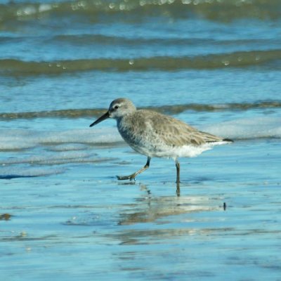 Red Knot 1