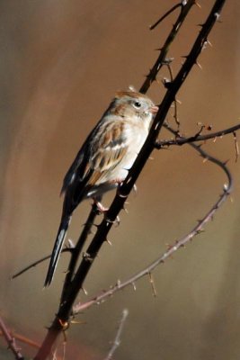 Field Sparrow