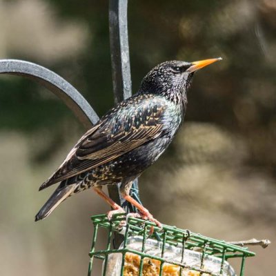 European Starling