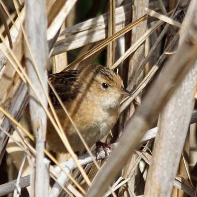 Sedge Wren 2