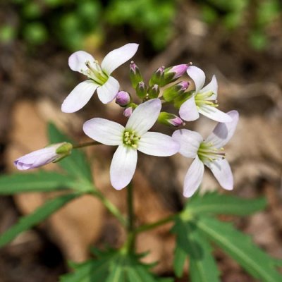 Cutleaf Toothwort 4