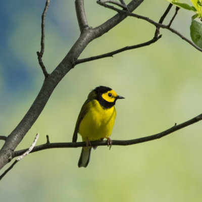 Hooded Warbler