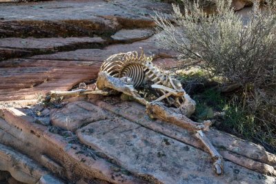 Zion NP 54