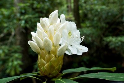 Rosebay Rhododendron 2