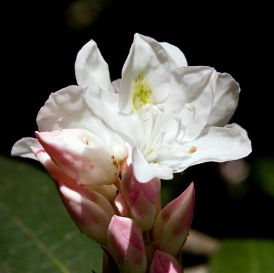 Rosebay Rhododendron 3