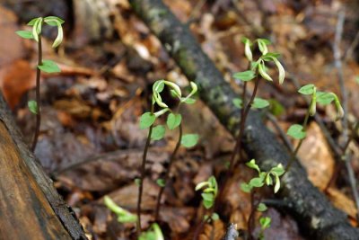 Three Birds Orchid