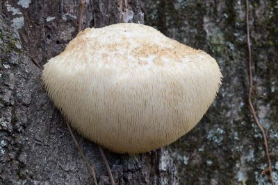 Lion's Mane 1  aka Bearded Tooth