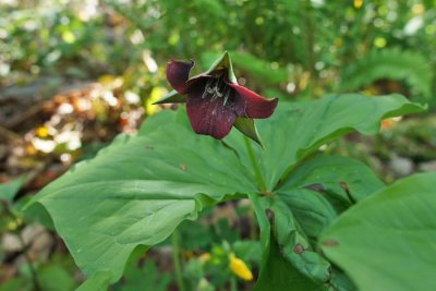 Southern Red Trillium 1