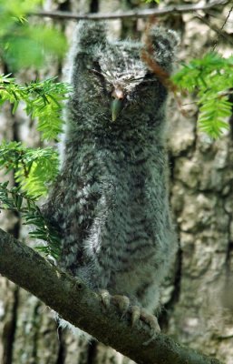 Eastern Screech Owl 4
