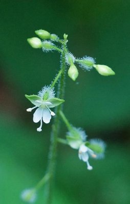 Enchanter's Nightshade 2