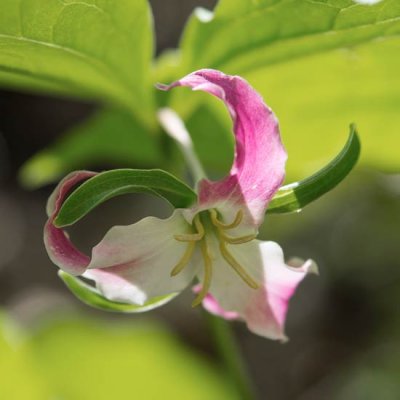 Catesby's Trillium 8