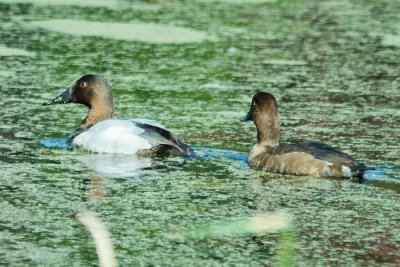 Canvasback - male and female