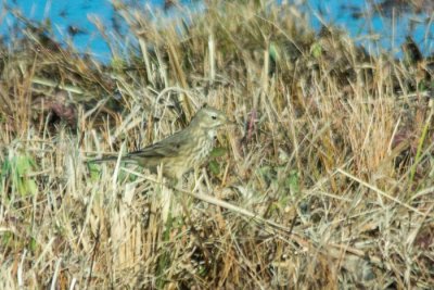 American Pipit 1