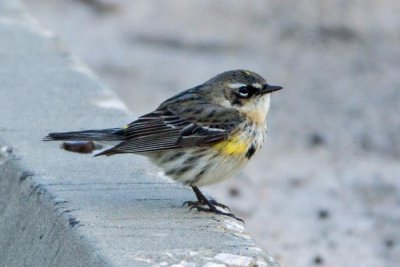 Yellow-rumped Warbler 2