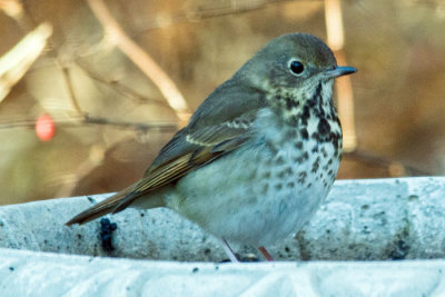 Hermit Thrush 3