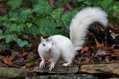 White Squirrel 1