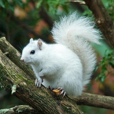 White Squirrel 3