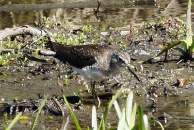 Solitary Sandpiper