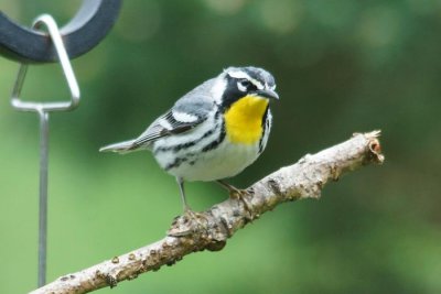 Yellow-throated Warbler 1