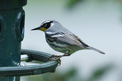 Yellow-throated Warbler 2