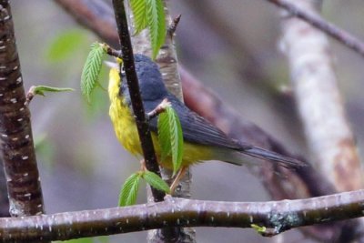 Canada Warbler