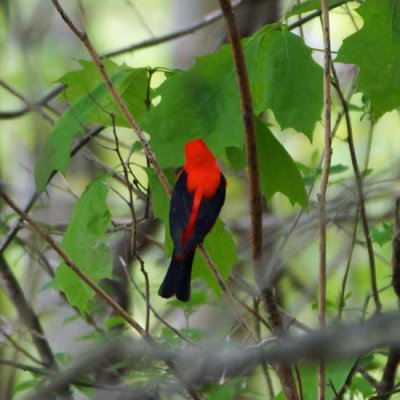 Scarlet Tananger 1 - male