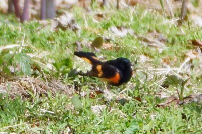 American Redstart 1 - male