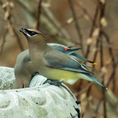 Cedar Waxwing 2