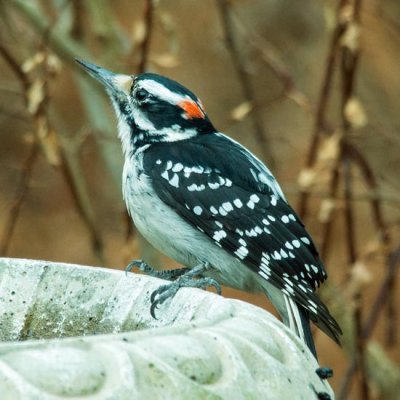 Hairy Woodpecker 2 - male