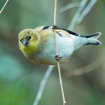 American Goldfinch 6