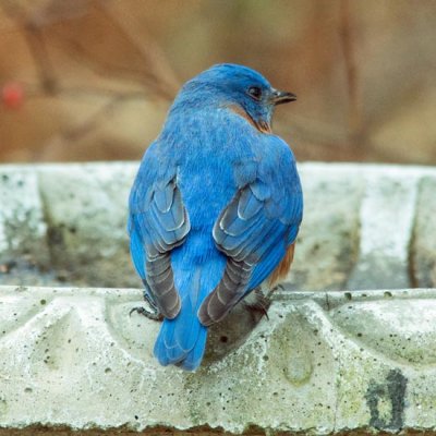 Eastern Bluebird 4 - male