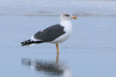 Lesser Black-backed Gull