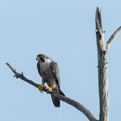 Peregrine Falcon 1