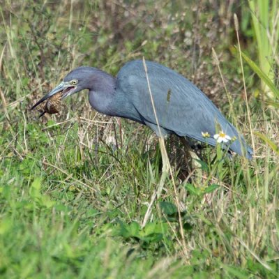 Little Blue Heron 5