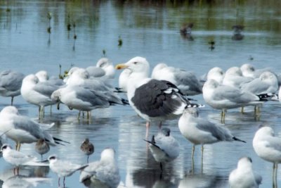 Great Black-backed Gull