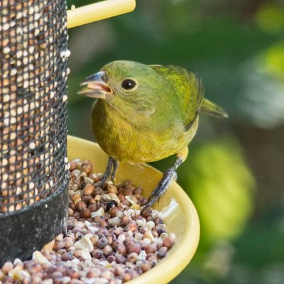 Painted Bunting 4 - female