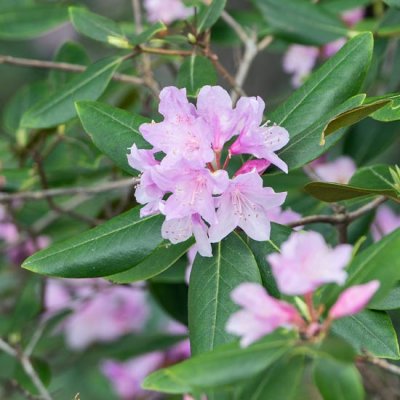 Carolina Rhododendron 1