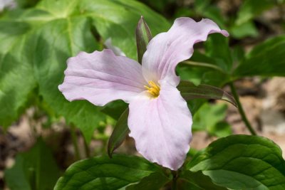 Large White Trillium 6