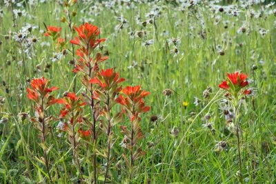 Indian Paintbrush 3